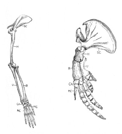 Homology of common descent by Unbekannt