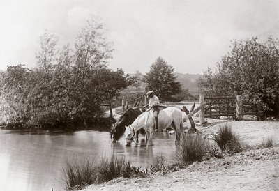 Horses drinking at pond, c. 1890s by Unbekannt