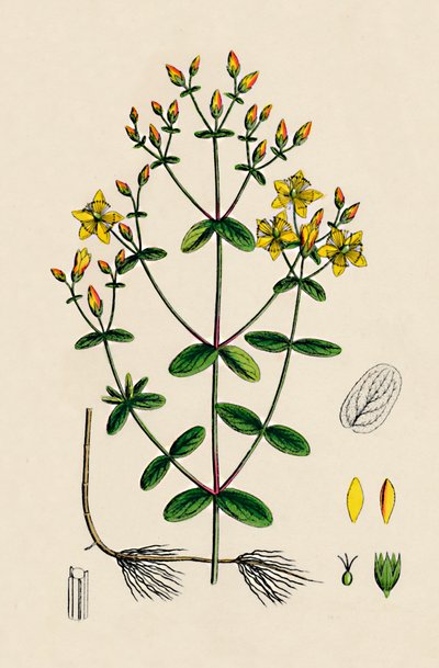 Hypericum Boeticum. Waved-leaved St. Johns Wort, 19th Century by Unbekannt