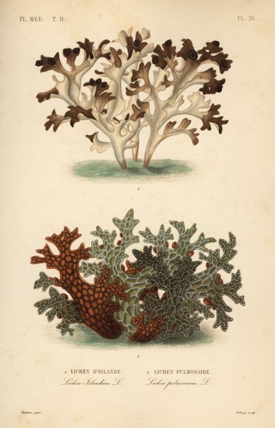 Iceland moss and tree lungwort by Unbekannt