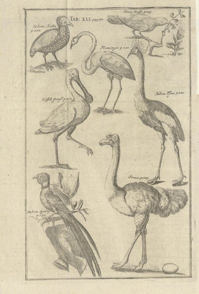 Illustration from the Book Description of the Cape of Good Hope and Its Inhabitants by Kolb, Peter and Published by Peter Conrad Monath (de, 1745) by Unbekannt