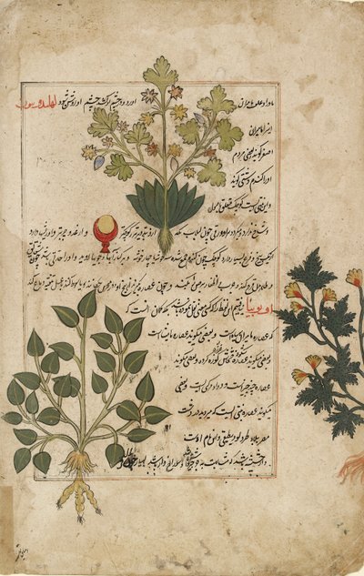 Illustrated Double Folio Depicting Thistles and Other Medicinal Plants by Unbekannt