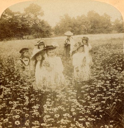 In the Daisy Field: Sweet Flowret of the Rural Glade by Unbekannt