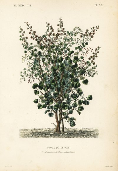 Indian berry, fish berry or Levant nut, Anamirta cocculus by Unbekannt