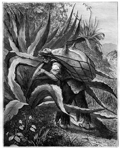 Indian extracting pulque, Mexico by Unbekannt