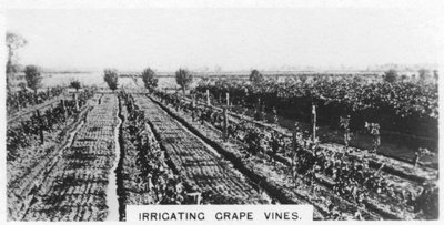 Irrigating Grape Vines, Australia, 1928 by Unbekannt