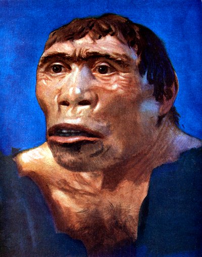 Java Man Pithecanthropus erectus by Unbekannt