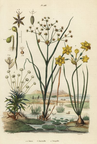 Jointed Rush, Toad Rush, Pipewort, and Rush Daffodil by Unbekannt
