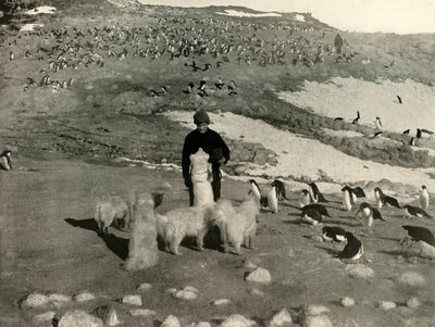 Joyce and the Dogs in the Penguin Rookery by Unbekannt
