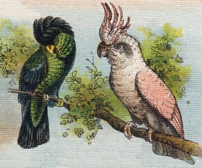 Kakatoes (Engraving in "Alphabet de ma petite fille") by Unbekannt