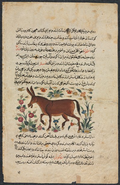 Khar Ass, from a Nuzhat-nama-yi alai Excellent Book of Counsel by Unbekannt