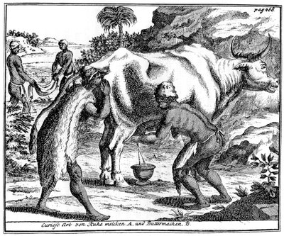 Khoikhois milking cows and making butter, South Africa, 18th century by Unbekannt