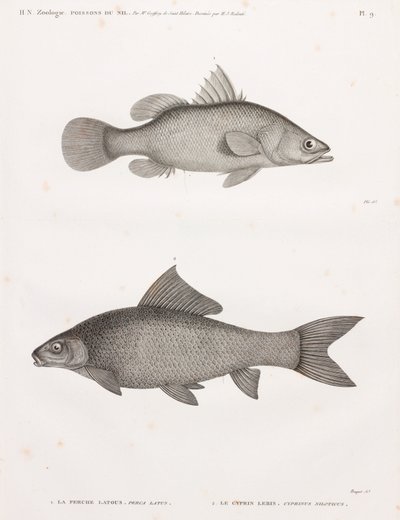 Latous Perch and Lebis Cyprinid by Unbekannt