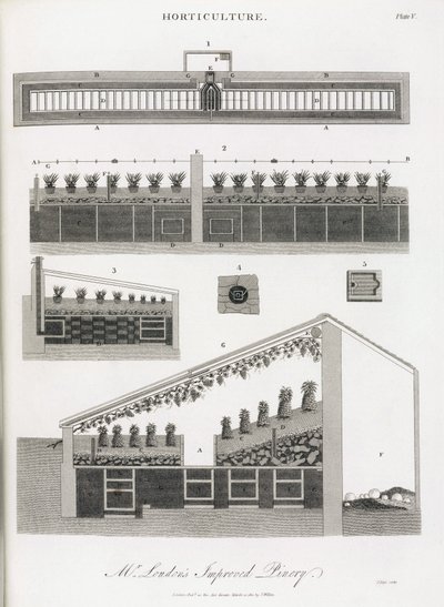 Pineapple Greenhouse, Elevation and Section of the Building by Unbekannt