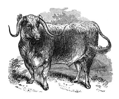 Lancashire ox, specimen of the long horned breeds, 1848 by Unbekannt