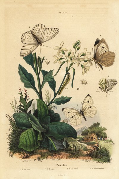 Large white, Pieris brassicae, small white, Pieris rapae, green-veined white, Pieris napi, and black-veined white, Aporia crataegi. Pierid butterflies by Unbekannt