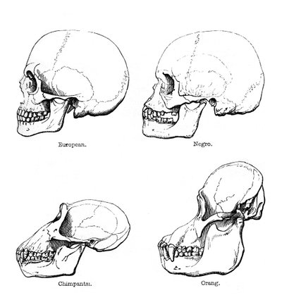 Lateral view of the skull or profile by Unbekannt