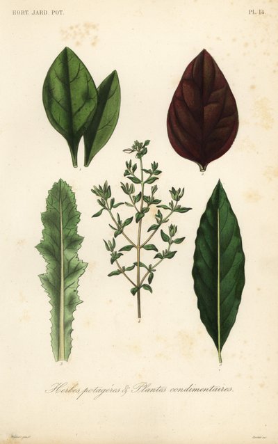 Leaf Vegetables and Herbs by Unbekannt