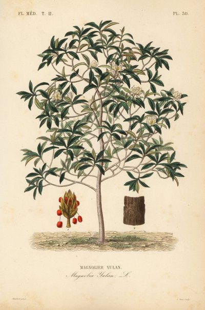 Lilytree or Yulan magnolia by Unbekannt