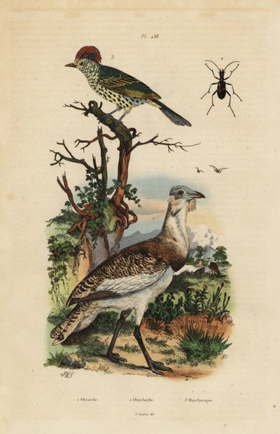 Little brown bustard, Eupodotis humilis, and sharpbill, Oxyruncus cristatus by Unbekannt