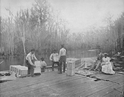 Loading Oranges on the Ocklawaha River, Florida, c. 1897 by Unbekannt