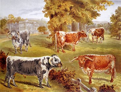Longhorn Cattle Owned by Sir John Harpur-Crewe, Calke Abbey, 1885 by Unbekannt