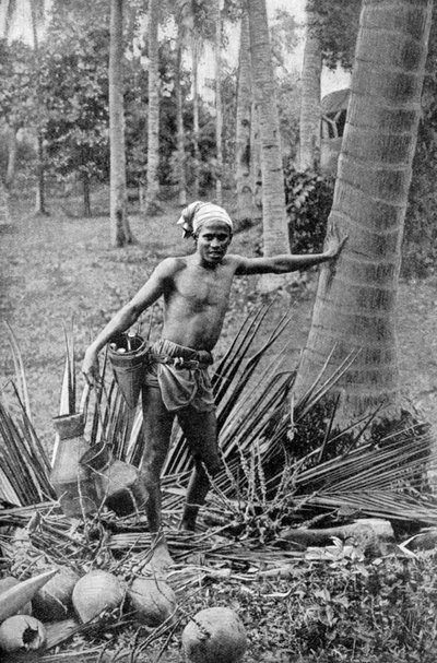 Malay Collecting the Sweet Wine of the Toddy Tree, 1922 by Unbekannt