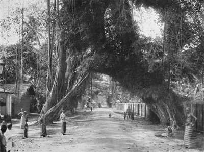 Picturesque Old Fig Tree Ficus indica on the Colombo-Galle Road near Kalutara by Unbekannt
