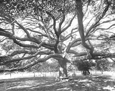 Mammoth Live Oak, near Jacksonville, Florida, USA, c1900 by Unbekannt