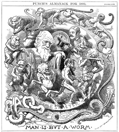 Man is but a Worm, cartoon from Punch showing evolution from worm to man by Unbekannt