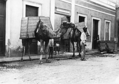 Man with camels, Las Palmas, Gran Canaria, Canary Islands, Spain by Unbekannt