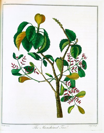 Manchineel Tree Hippomane Mancinella or Poison Guava by Unbekannt