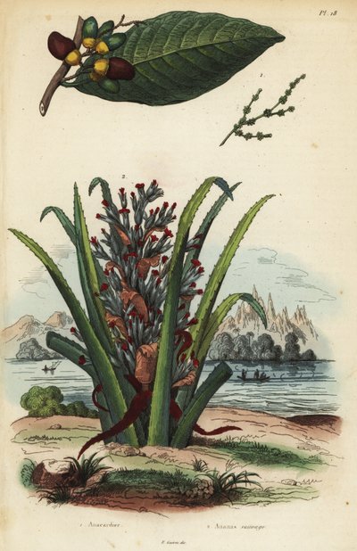 Marking nut, Semecarpus anacardium and penguin or pinuela fruit, Bromelia pinguin by Unbekannt