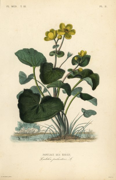 Marsh marigold or kingcup by Unbekannt