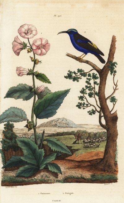 Marshmallow, Althaea officinalis, and purple honeycreeper, Cyanerpes caeruleus by Unbekannt