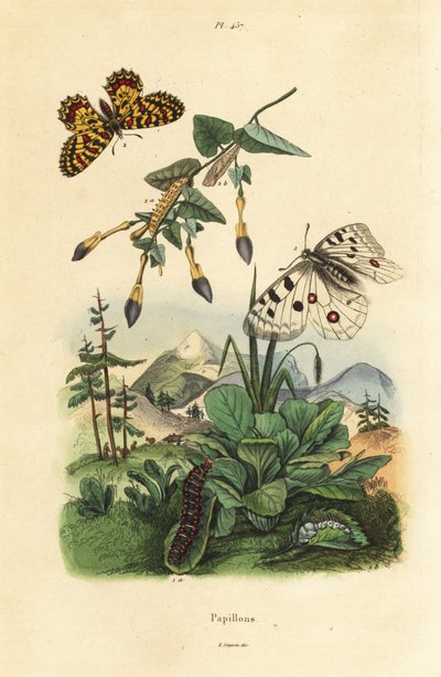 Mountain Apollo Butterfly and Southern Festoon, Larva and Pupa by Unbekannt
