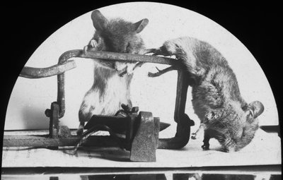 Mouse or rat trap by Unbekannt