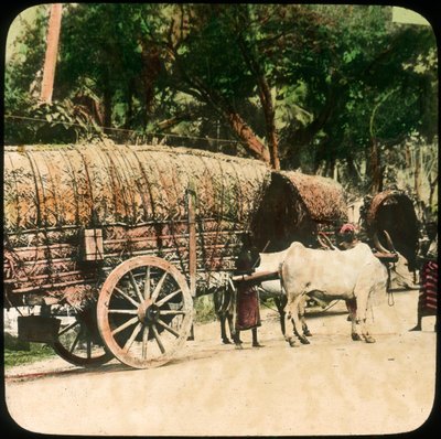 Native bullock cart, Ceylon, late 19th or early 20th century by Unbekannt