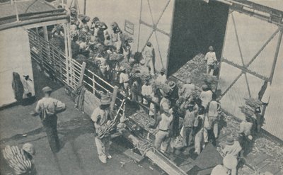 Natives Loading Bananas at Kingston, Jamaica, Chanting Scottish Psalms by Unbekannt