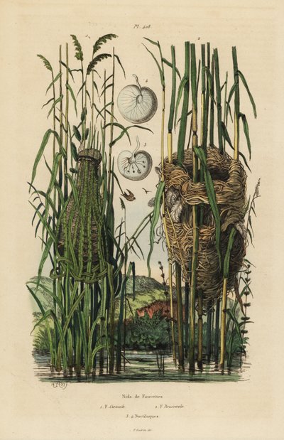 Nests of the Streaked Fantail Warbler and Reed Warbler by Unbekannt