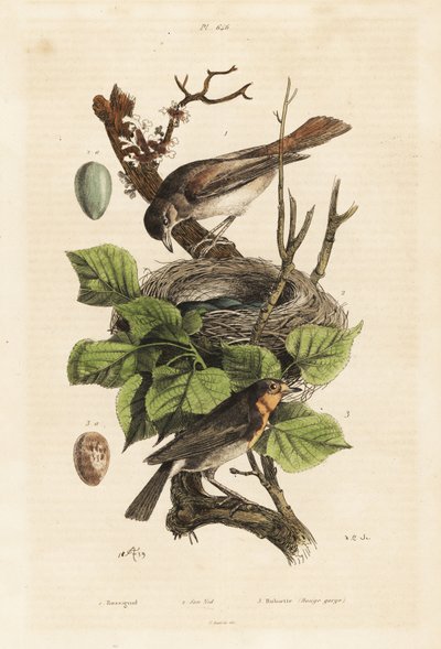 Nightingale, Nest and Egg, and European Robin, Egg by Unbekannt