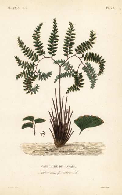 Northern maidenhair fern or five-fingered fern by Unbekannt