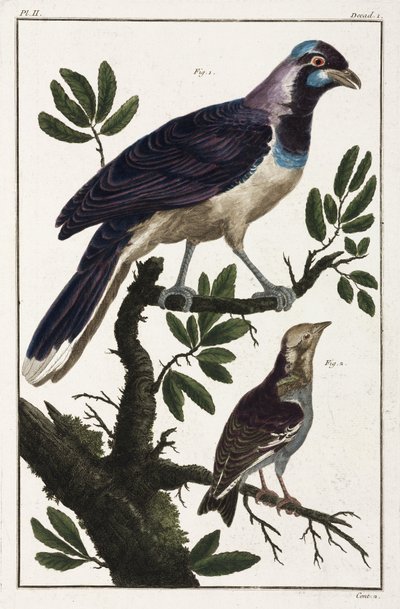 Tropical birds: Cayenne jackdaw and Moluccan cotinga by Unbekannt
