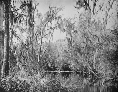 On Governors Creek, Ocklawaha River, Florida by Unbekannt
