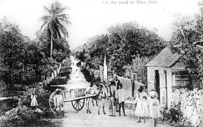 On the road to Blue Hills, Bahamas, c1900s by Unbekannt