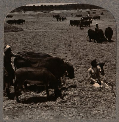 Oxen Treading Corn, c1900 by Unbekannt