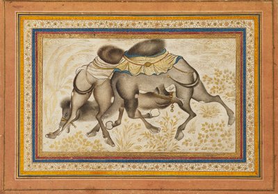Page from a dispersed muraqqa‘, or album, depicting two camels fighting, painting c1675 by Unbekannt