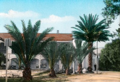 Palm trees, Hammam Meskoutine, Algeria by Unbekannt