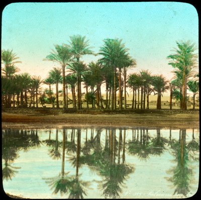 Palm trees reflected in water, India, late 19th or early 20th century by Unbekannt