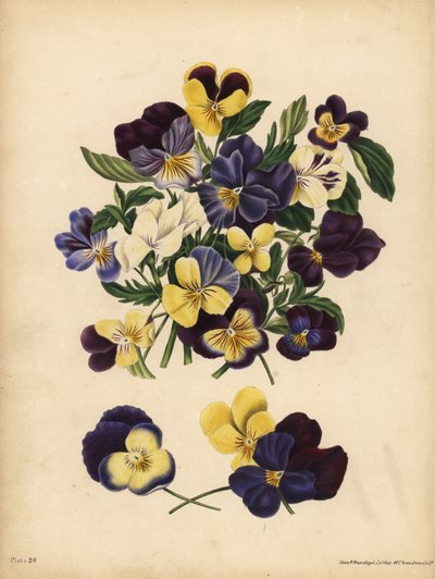 Pansies, Pensees, or Heart